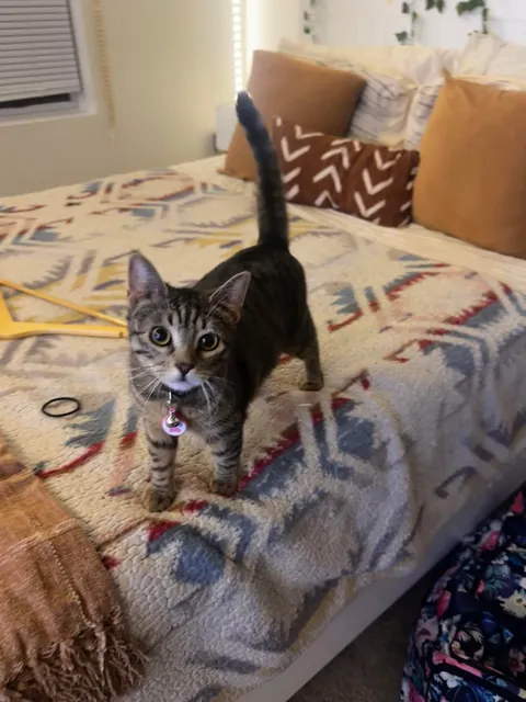 Every time I come home after being away for a prolonged period of time, my cat looks at me like I just broke into to her house