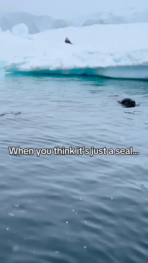 Encounter with a leopard seal