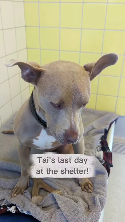 Tai the shelter tripod finally found his forever home 💙