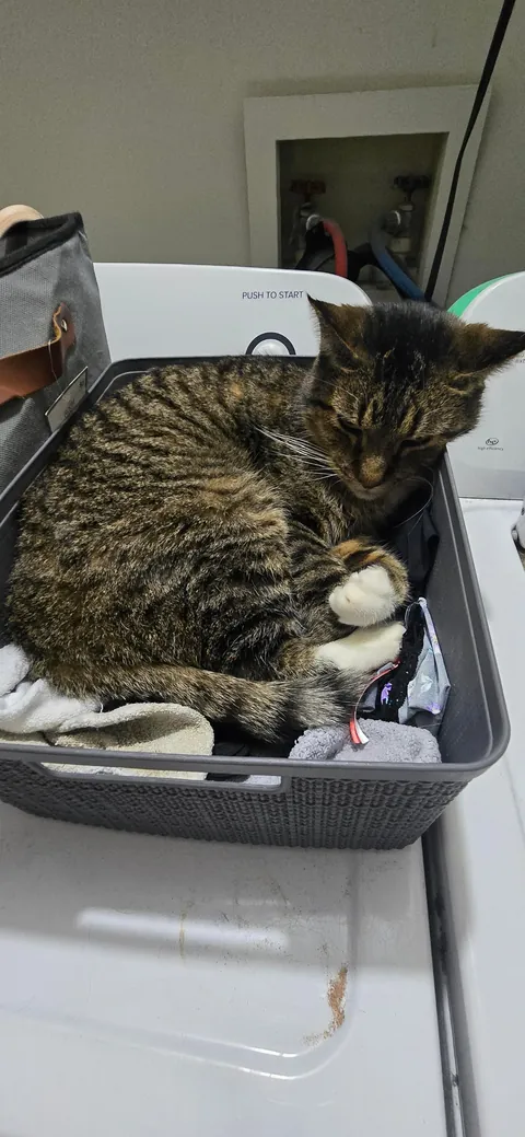 Childhood cat found after 2 years