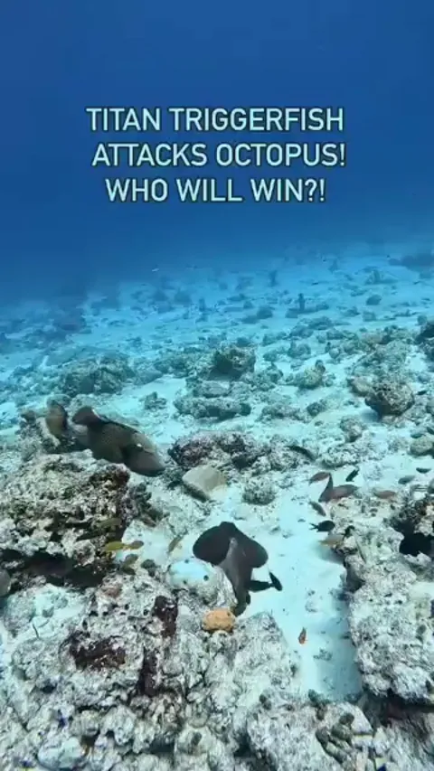 Octopus pulls off an insane camouflage escape from a predator.