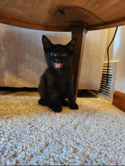 Ozzy is so happy to be at his furever home!!