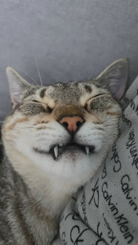 Sleepy Cat or Vampire?