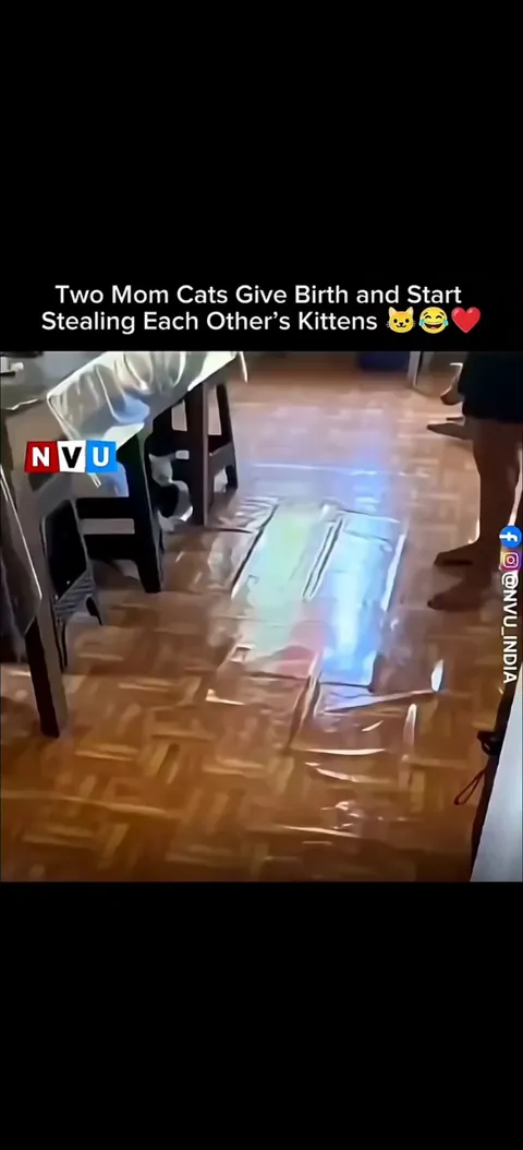 Cat solves kidnapping