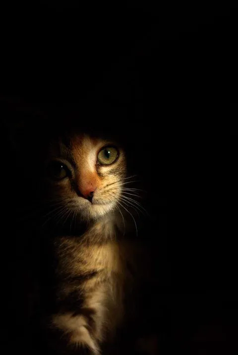 ITAP of my cat peeking from the shadows