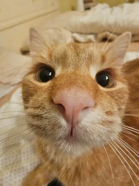 Boop the snoot