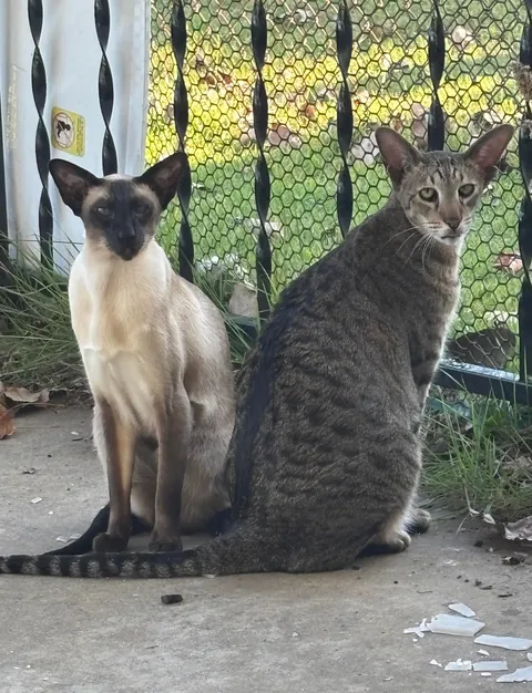 Spoiled rotten. Will not eat, star kiss tuna, only bumblebee. We are talking high maintenance.