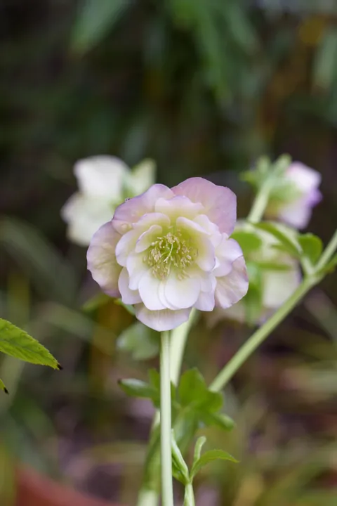 Hellebores from my Serbian garden. 🌸