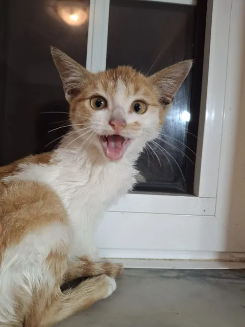 6 months since I got these fluff balls