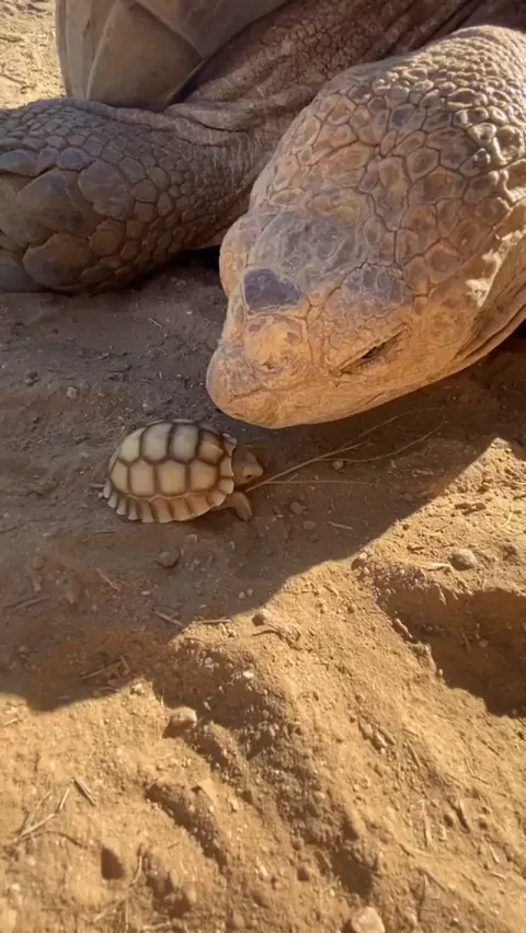 A big tortoise meeting the little one