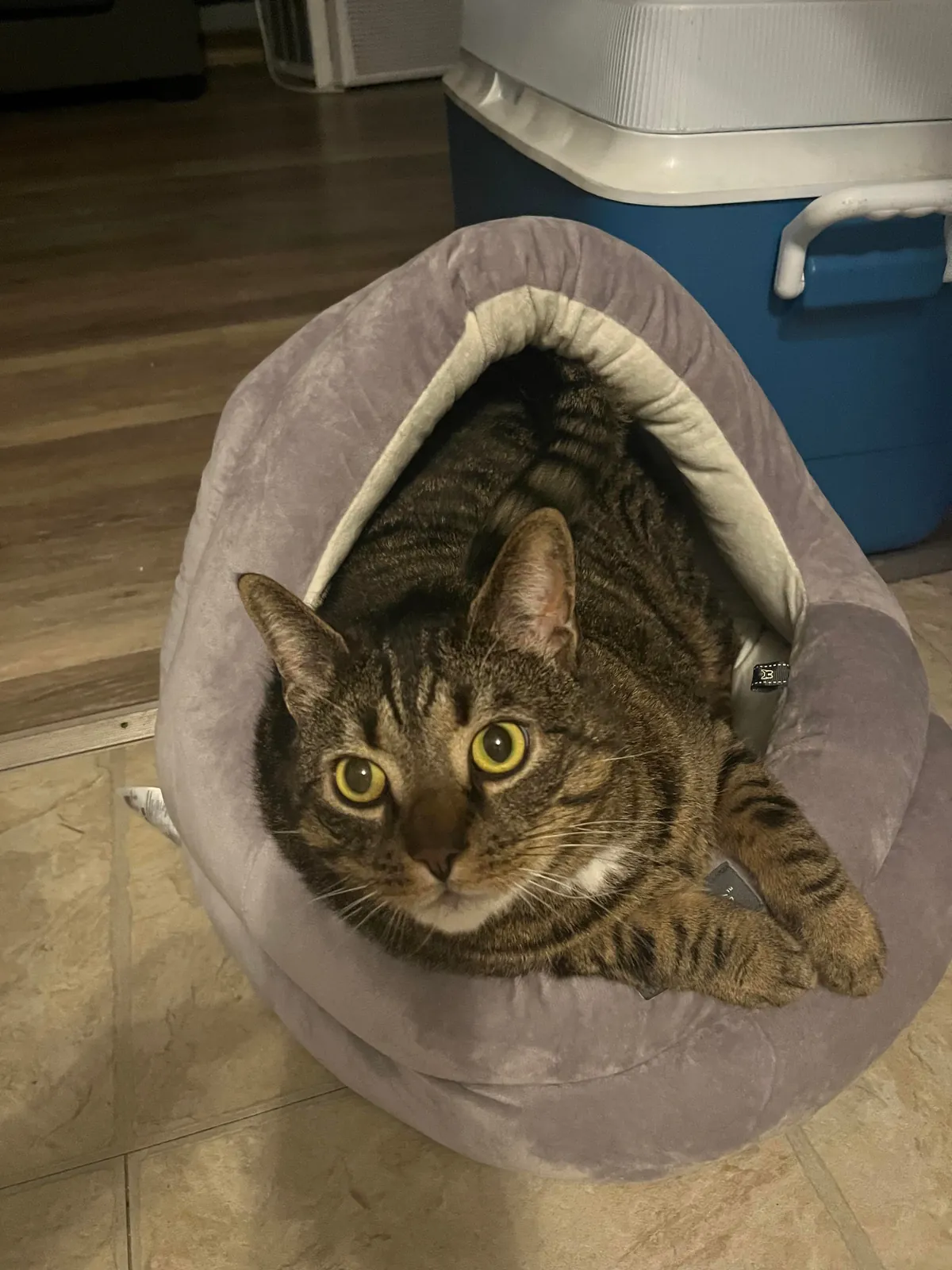 Is my cat bigger than the average male cat? I feel like he's huge