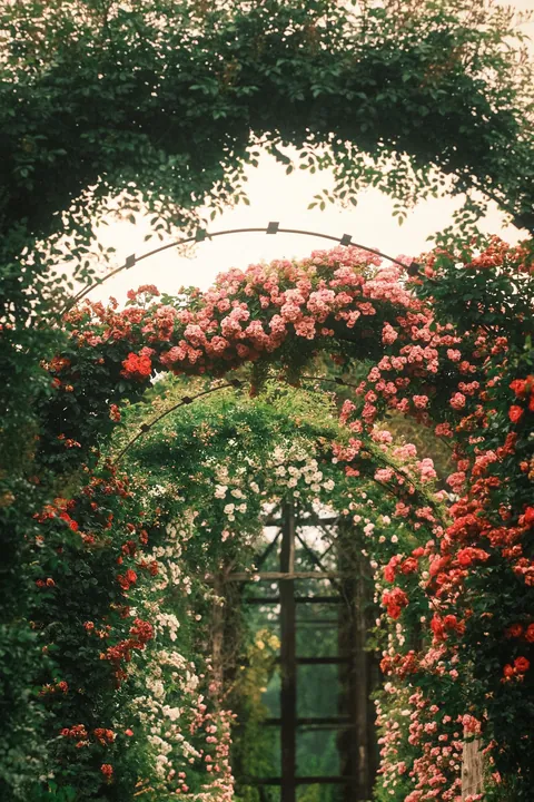 Rose Season in New England 🥀🌹