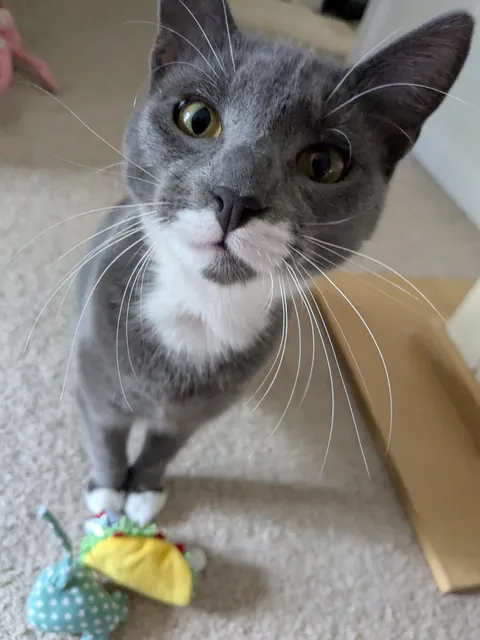 My new friend Porsche the Cat