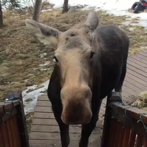 Lovey the moose comes by for a friendly visit to see Plumps the cat