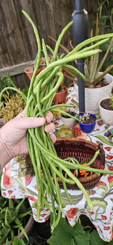 Harvested these yardlong beans this morning, and at 34 years old I'm realizing I should have been growing my own food this whole time. So glad I got into gardening with how much groceries are now. 