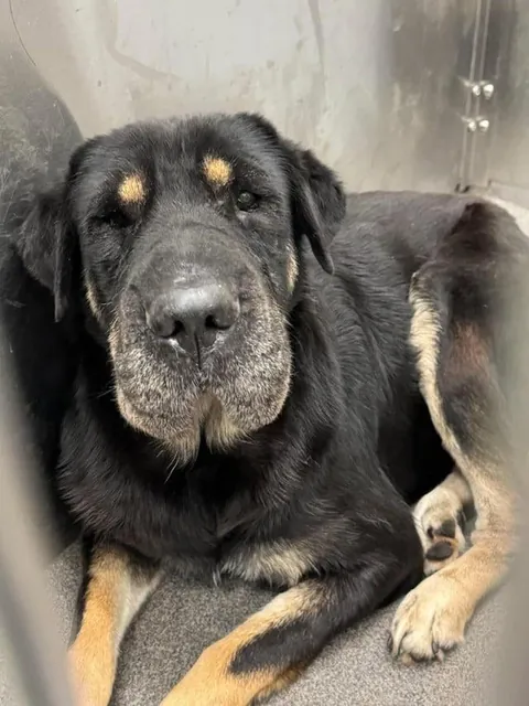 Came across a dog who was in the shelter, turns out it's my dog’s sister! Now they are inseparable! (Swipe!)(OC)