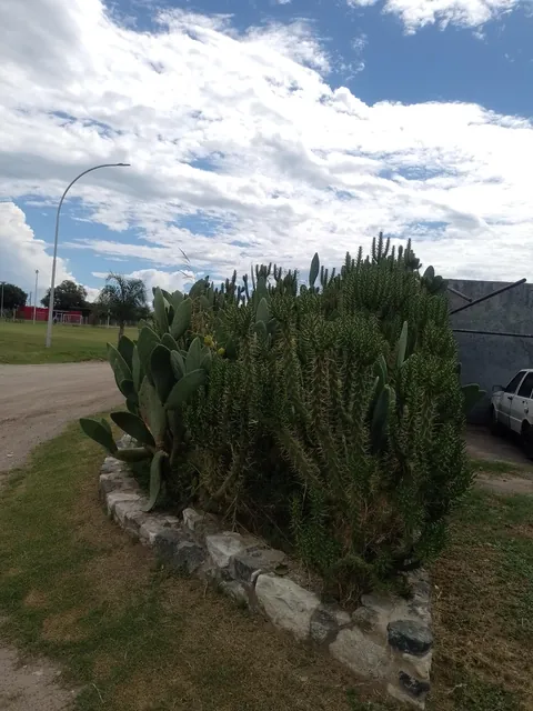 This is my cactus bed. I've had it for many years and I'm always taking care of it and giving it love. I love it.