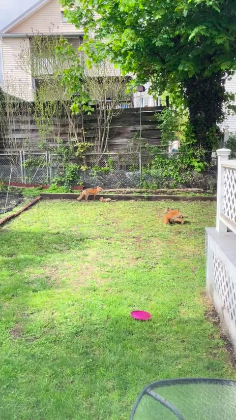 Family of foxes in my backyard this spring