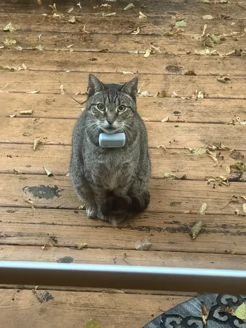 what does this cat have around its neck?