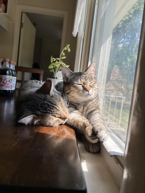 Came home to my cats holding hands