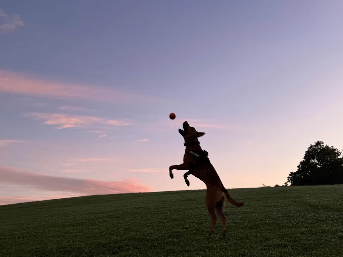 This is my cuddle monster Hector. His chin is on my shoulder as I post this