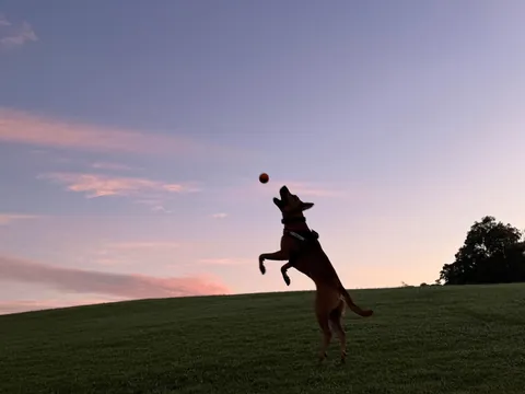 This is my cuddle monster Hector. His chin is on my shoulder as I post this
