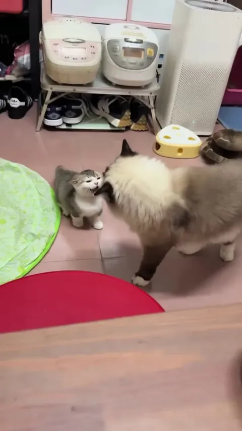 Brave little roarbug