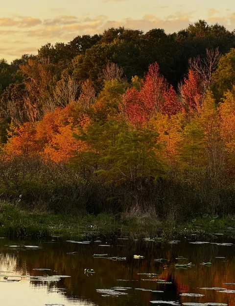 Early autumn tones in N. Florida (3024x4032)(OC)