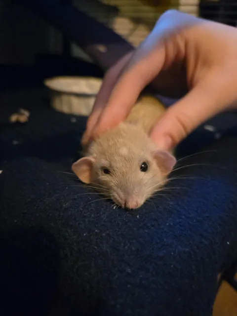 Doby is 2 years old today!!!!