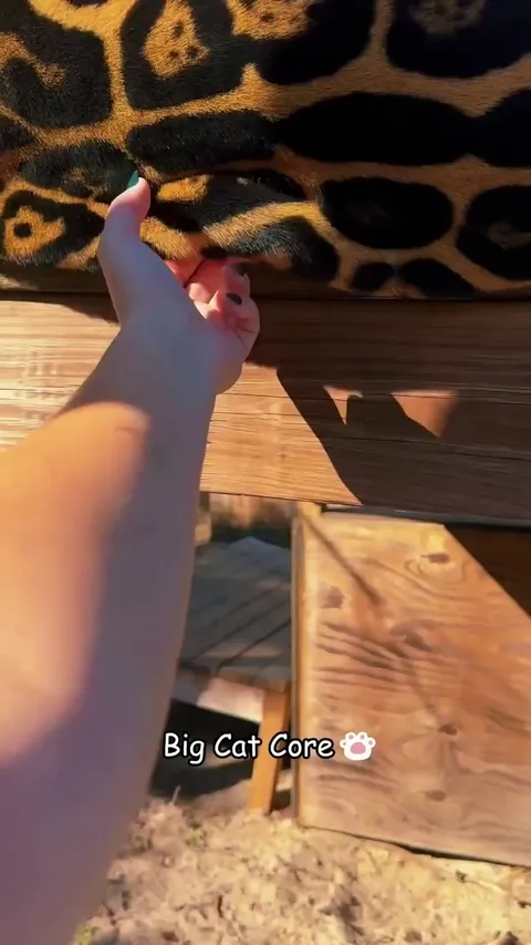 Don't let the fangs fool you-I'm just a big baby