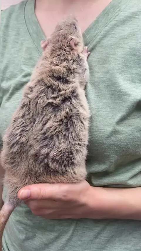 This is huge rat but he is lovely.🥰