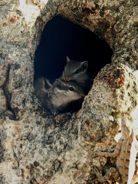 Squirrel for world peace
