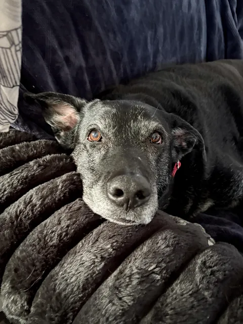 My sweet old fella 🖤