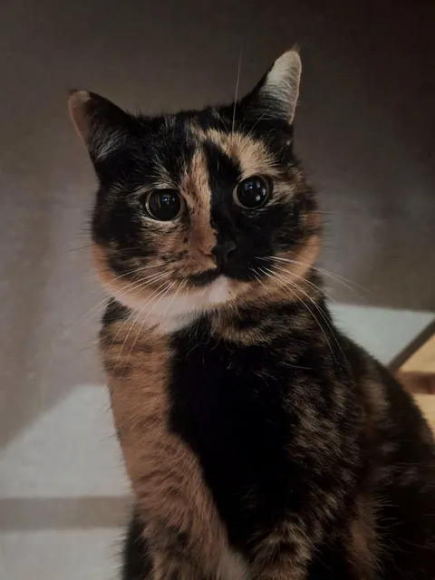 Mimi has the cutest stare ❤️