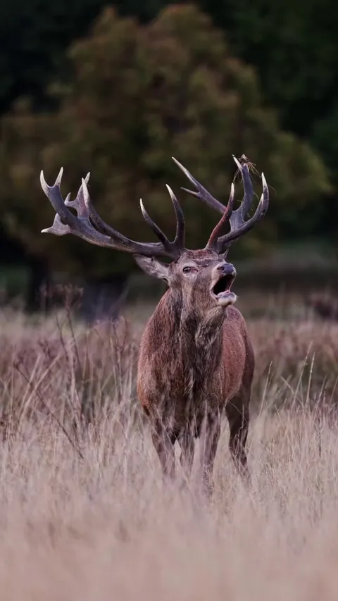 🔥A stag and its long bellow