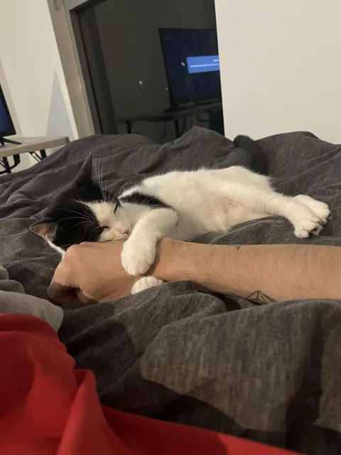 This is my cat 3 days after I adopted her 