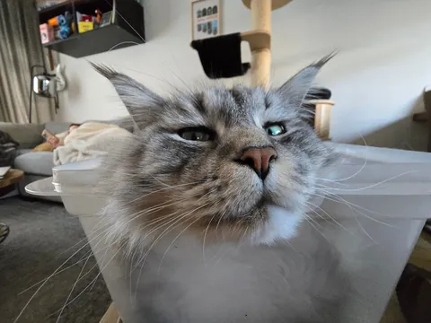 Is it okay to only send these types of pictures if you catsit?