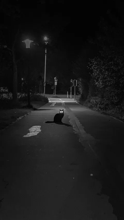 ITAP of a cat on my way home at 2am.