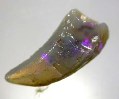 🔥 Opalized Fossils 🔥