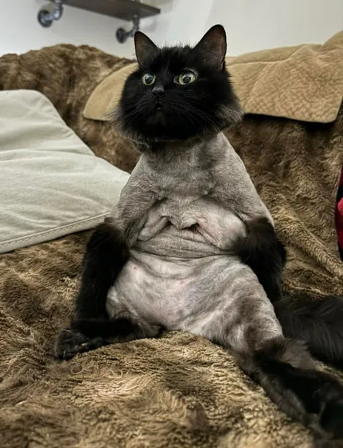 Share the worst haircut your cat has ever been given!