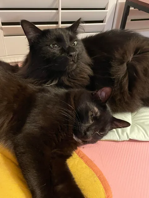 My two voids snuggling and loving on each other