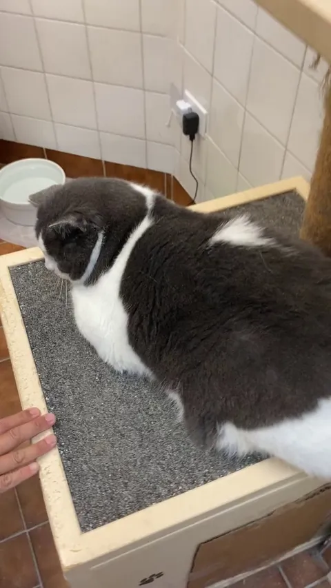 It’s now official, Géode left us for his forever home (with his friend Étienne). Have a great life boys. ❤️❤️❤️