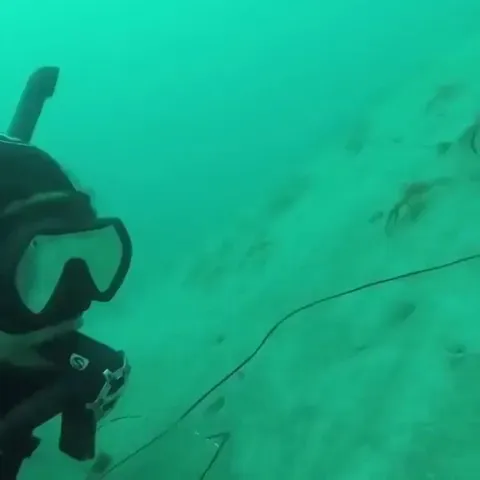 🔥 Curious crabs inspecting a diver