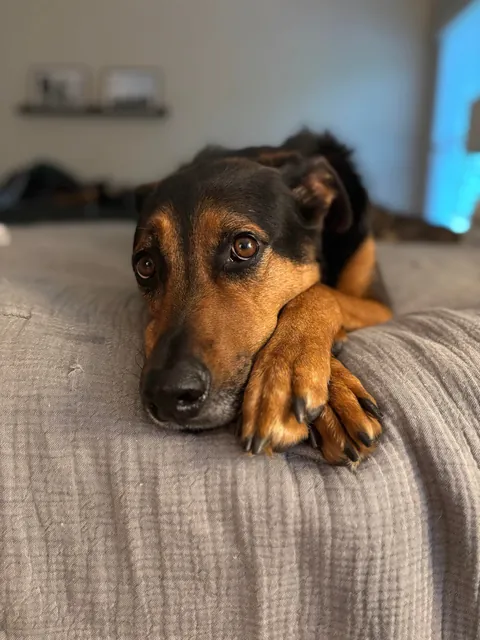 It’s Gary! My goofy, handsome, spoiled boy