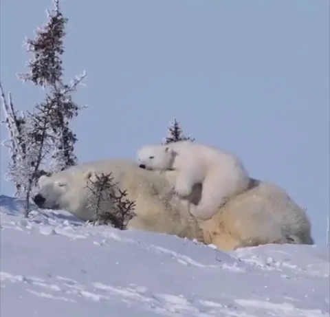 🔥 Polar bear cub relaxing in the safest spot imaginable