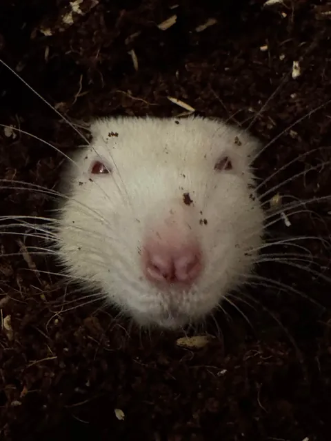 Discovered what little Martin wants. It’s to be completely covered with dirt.