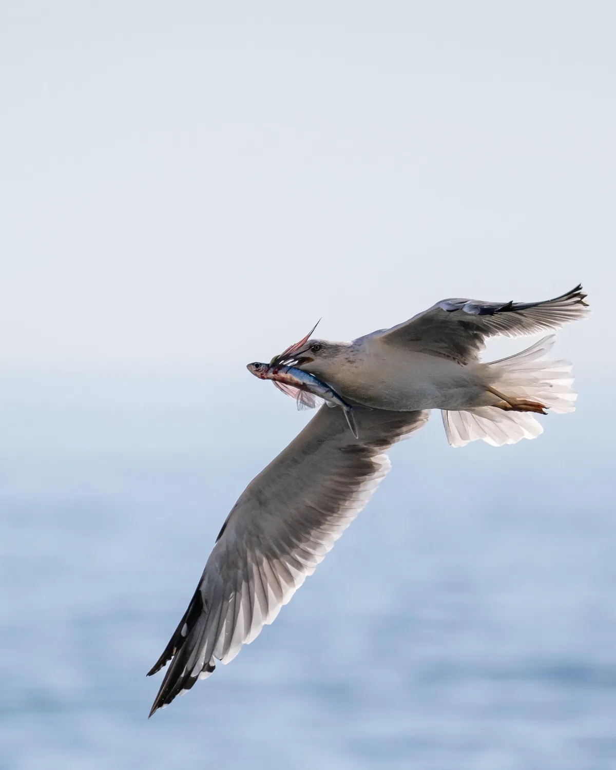 ITAP of a Seagull