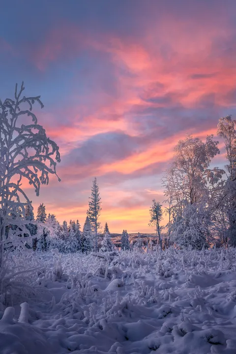 Everything frosted over and sun going down in rural Central Finland [1440x2160] [OC]
