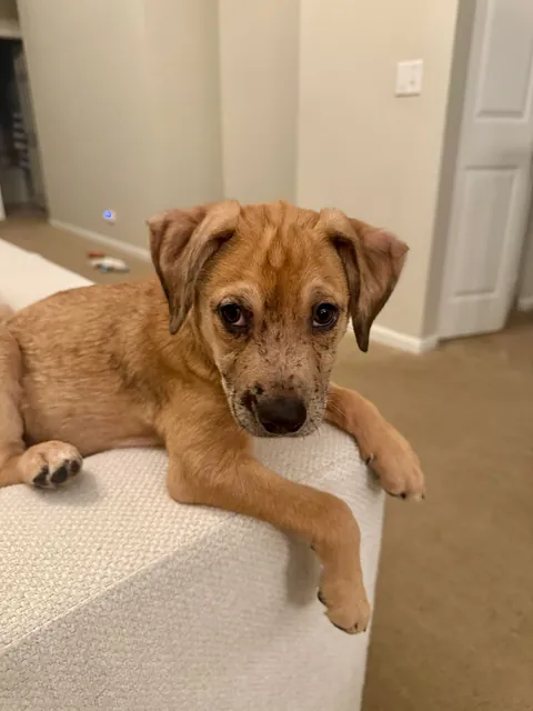 My rare foster puppers!