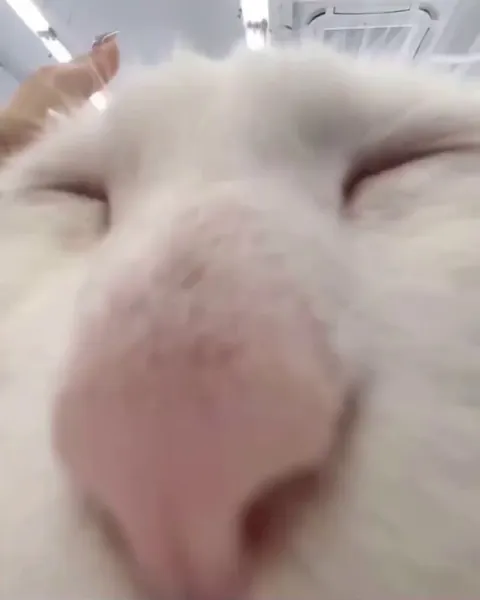 Meimei has started cleaning mode